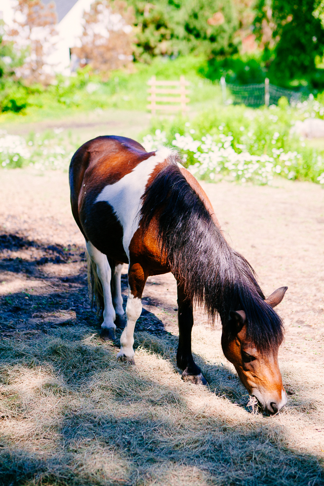 Snug Harbor Farm in Kennebunk, Maine