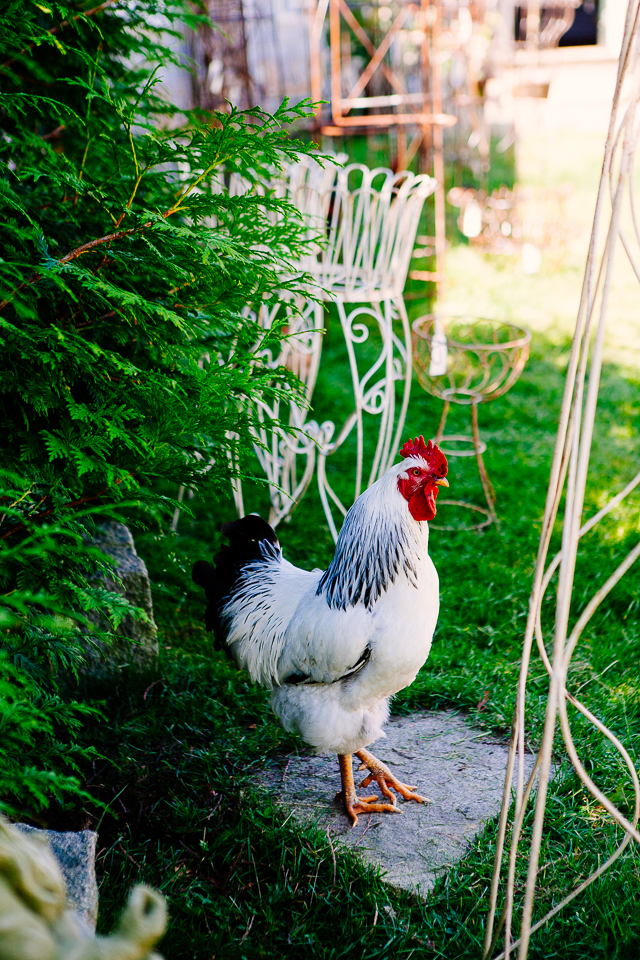 Snug Harbor Farm in Kennebunk, Maine